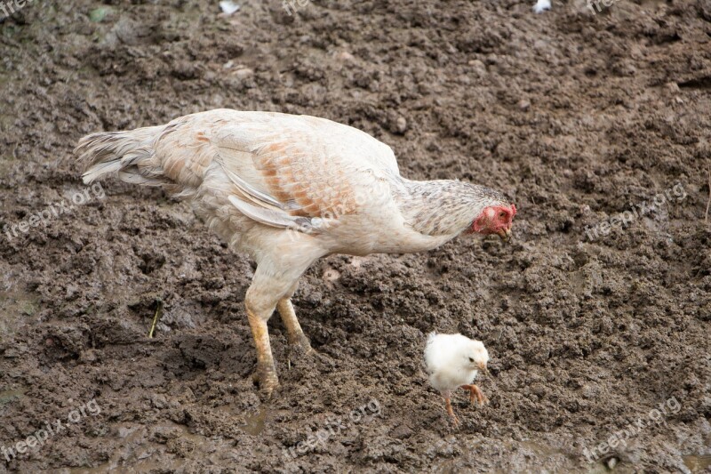 Chicken Poultry Cock Bird Animal World