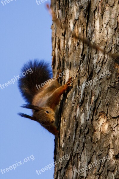 Squirrel Animal Nature Possierlich Rodent