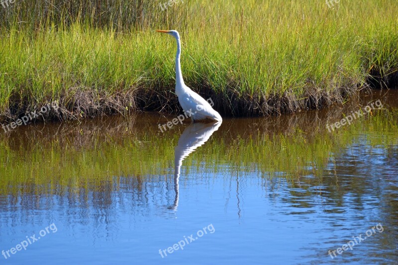 White Heron Bird Wildlife Nature Heron