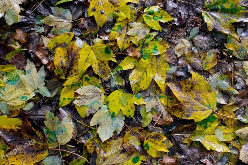 Foliage Autumn Clone Yellow Leaves Autumn Gold