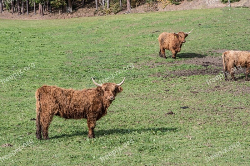 Beef Pasture Beef Highland Beef Livestock Furry