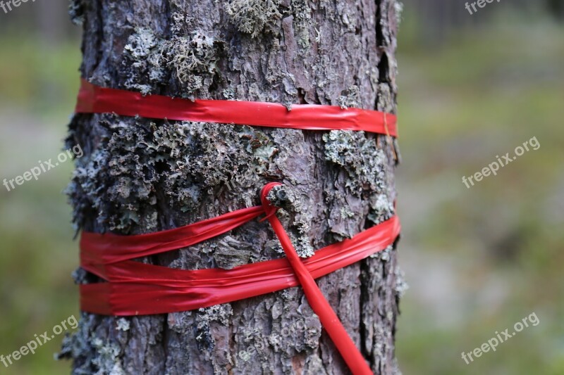 Tree Forest Bark Band Red