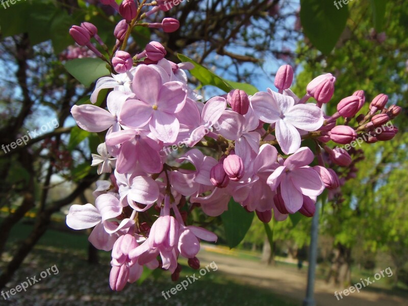 Margaret Island Spring Nature Spring Flowers Pink