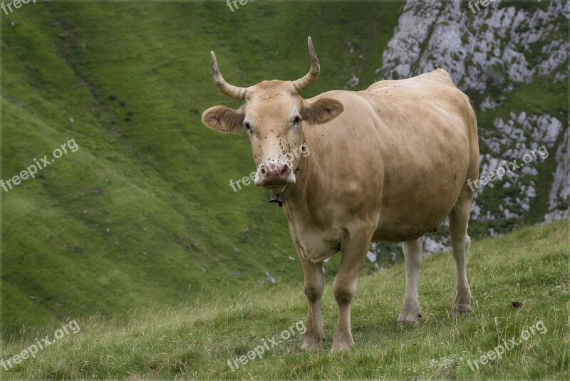 Cow Horns Antlers Nature Livestock