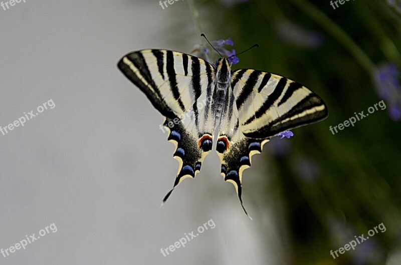 Butterfly Insect Wings Nature Life Field