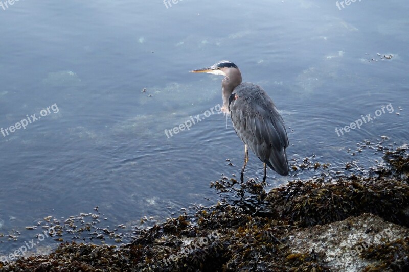 Heron Grey Heron Water Bird Waters Vancouver