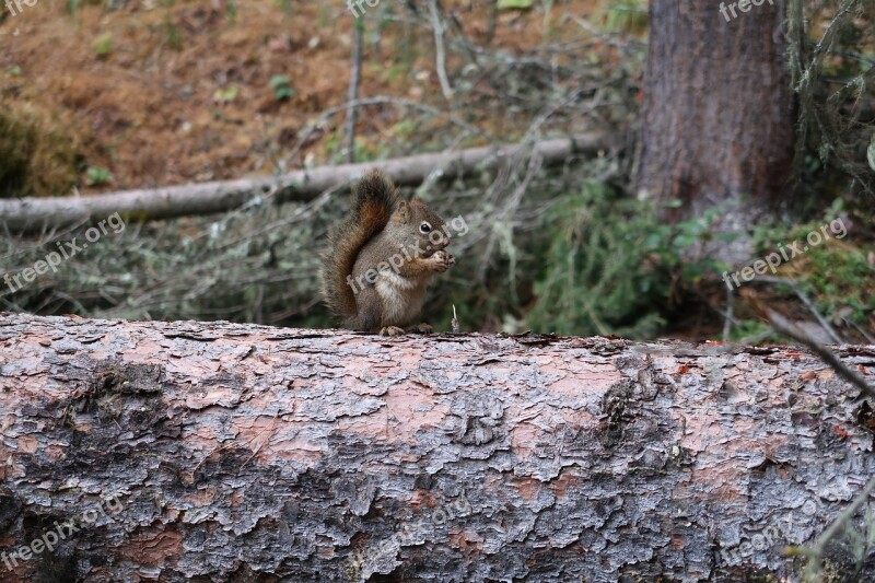 Chipmunk Log Nut Canada National Park