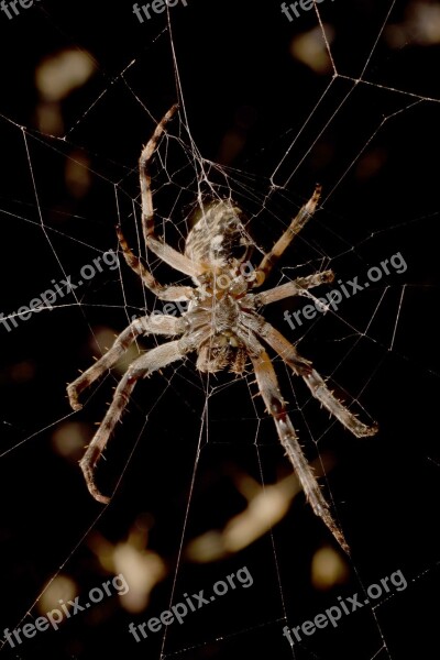 Spider Araneus Night Macro Gloomy