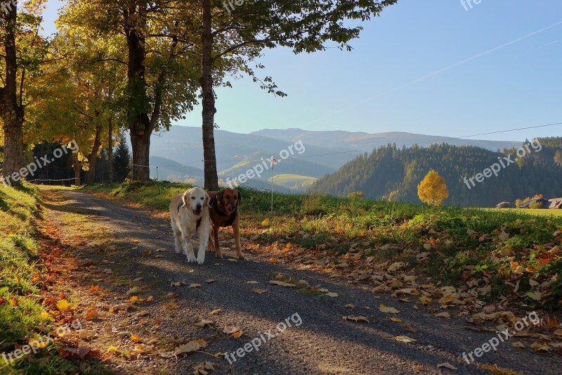 Dog Autumn Golden Autumn Running Dog Tree Lined Avenue