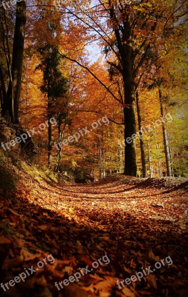 Autumn Foliage Yellow Leaves Autumn Gold Nature