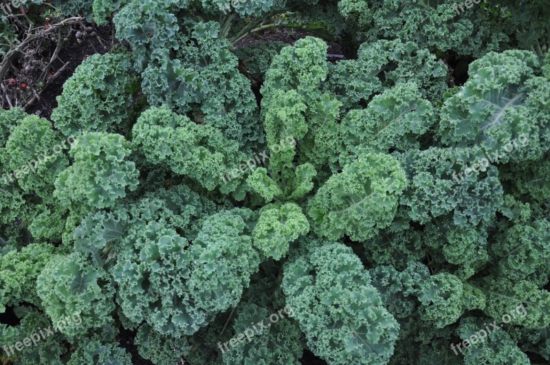 Plant Cabbage Cabbage Friesland Green Nature