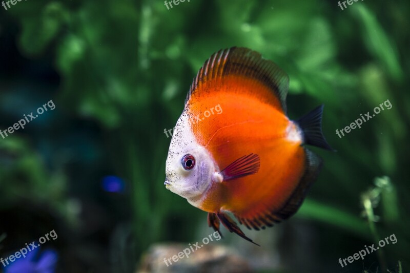 Animal Blurred Background Closeup Fish Fish Tank