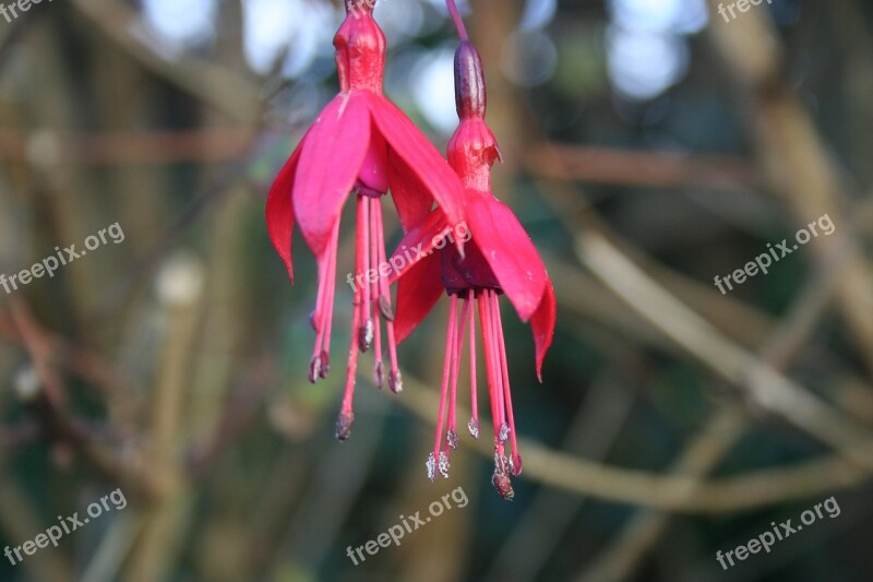 Fuchsia Red Flowers Pink Plant