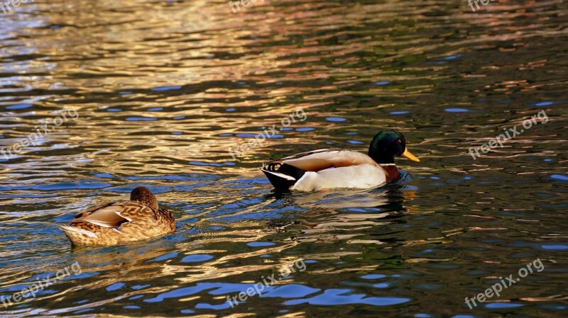 Duck Couple Swim Follow Water