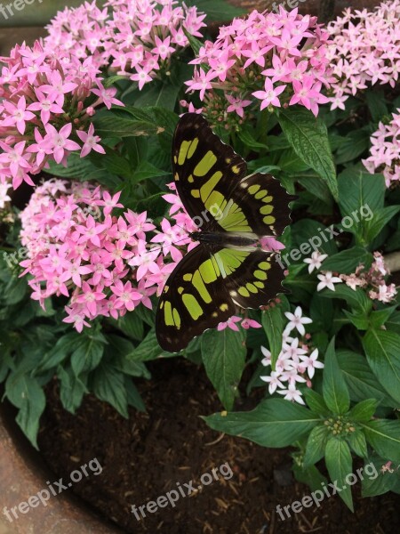 Butterfly Costa Rica Penta Flower Wings