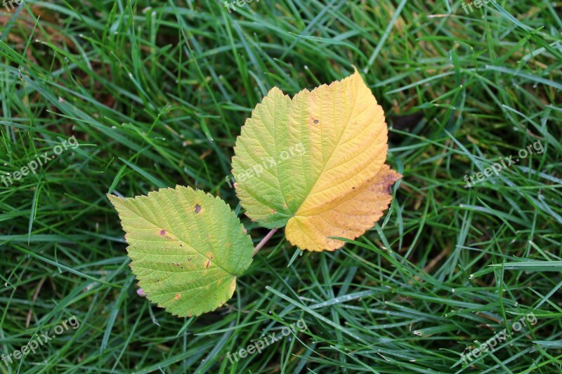 Leaflet Foliage Fall Colors Autumn