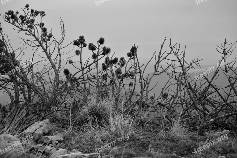 Mountain Pine Branches Mountains Plant Landscape