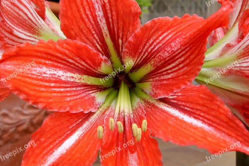 Flower Red Nature Macro Flowering