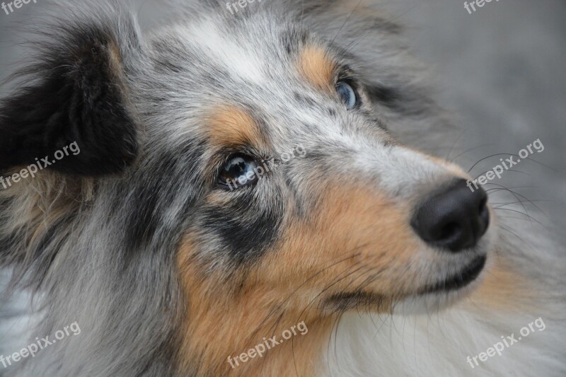 Bitch Dog Young Bitch Shetland Sheepdog Doggie