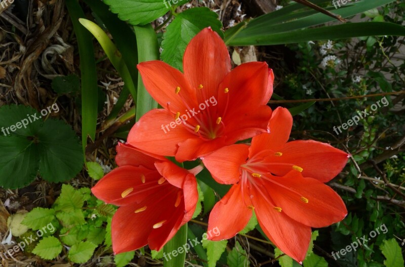 Flower Bulb Orange Bloom Free Photos