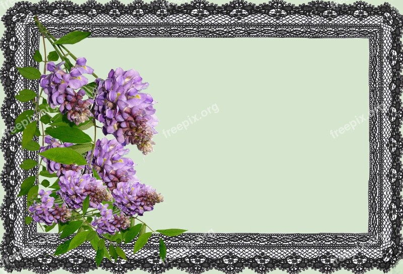 Greeting Card Wisteria Design Free Photos