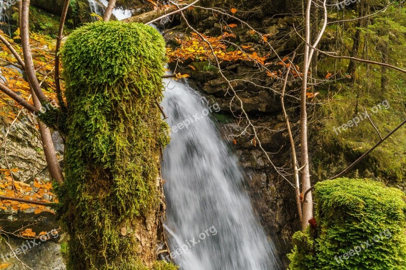 Foghorn Wrinkle Bach Tobel Oberstdorf Moss