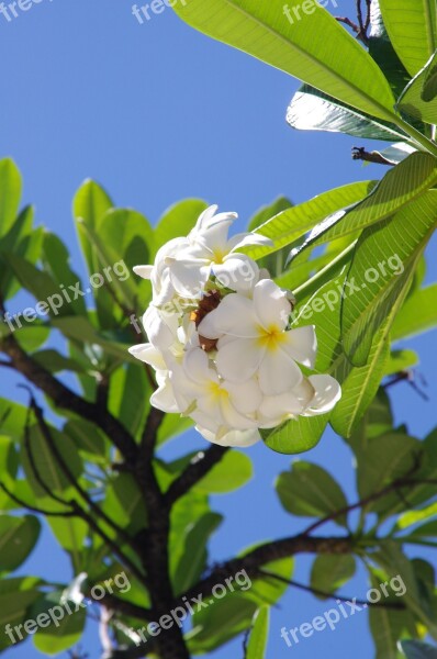 Hibiscus Flowers Beach Tropical Nature