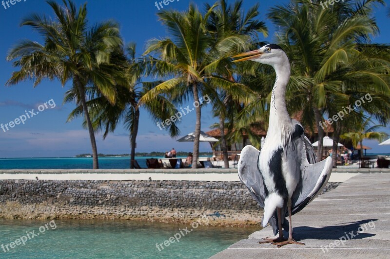 Sunbathing Vacations Sun Relaxation Tanning