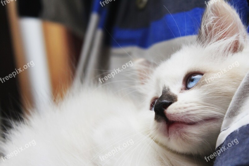 Cat Cute White Domestic Kitten