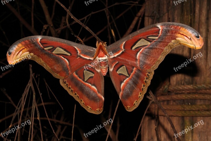 Moth Giant Moth Atlas Insect Nature