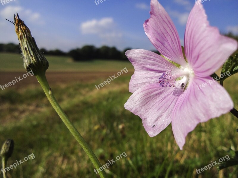 Field Bindweed Bindweed Flower Close Up British Wild Flower Hedgerow