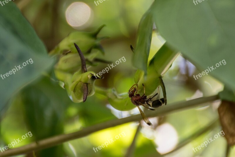 Insects Autumn Leaves The Island Nature Butterfly