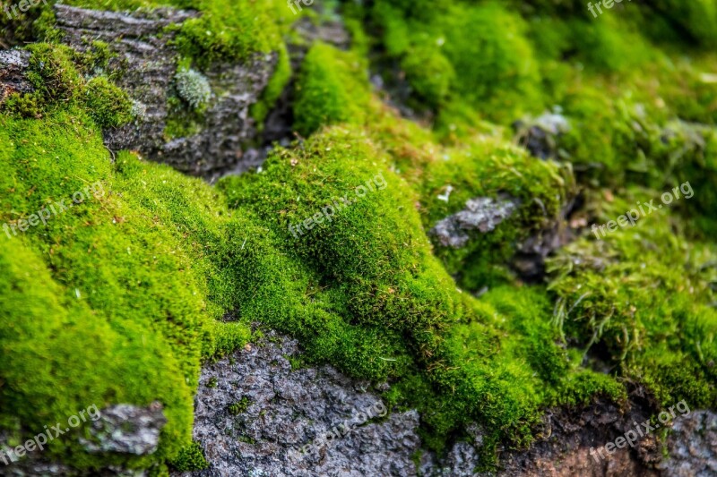 Moss Green Nature Forest Moss Forest