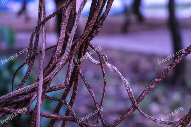 Nature Dry Foliage Dries Still Lifes Dead