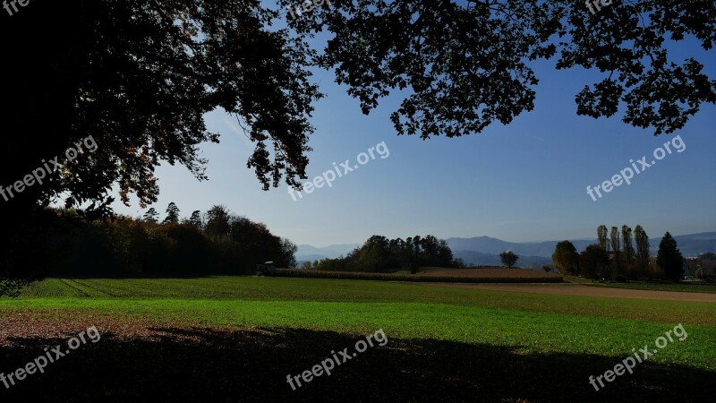 Shadow Light Sun Tree Field