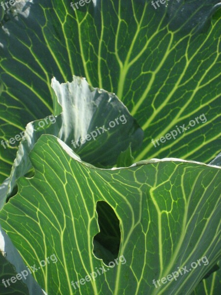 Green Kohl Leaves Vegetable Plant Free Photos