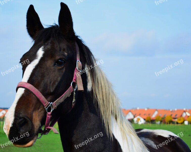 Horse Up Close Animal Brown Farm