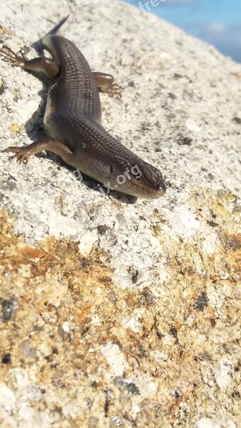 Skink Lizard South Africa Nature Wildlife