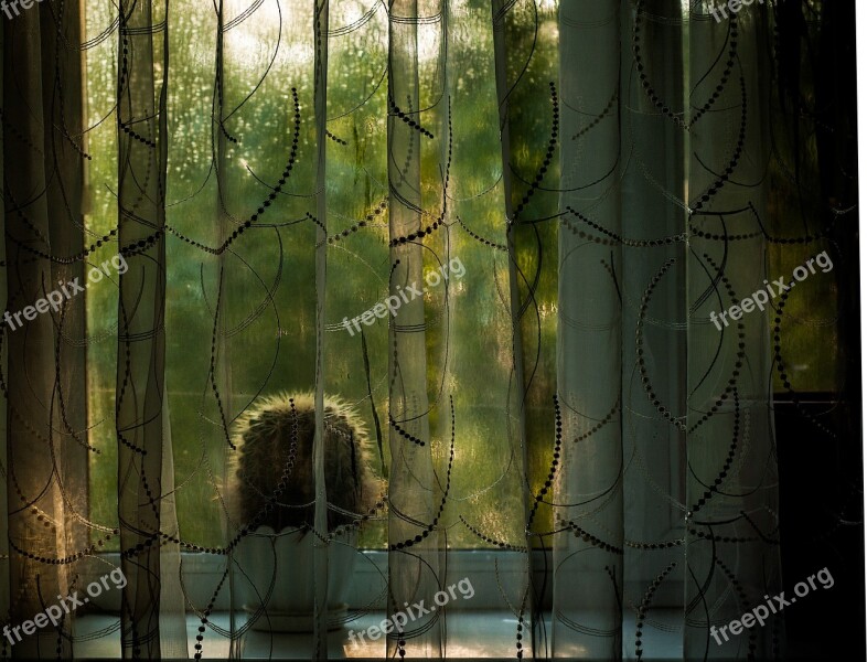 Window Curtain Cactus Morning Free Photos