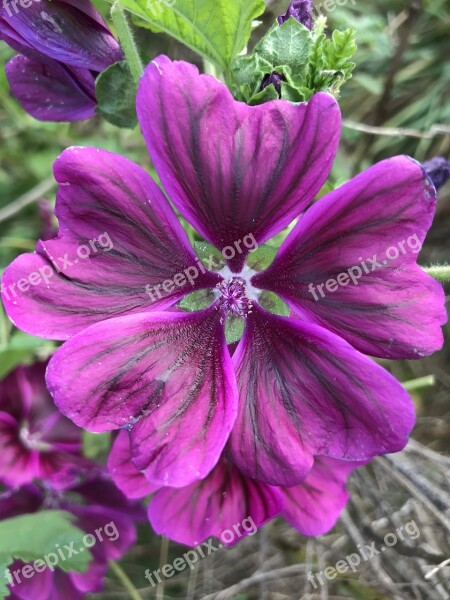 Flowers Mallow Violet Free Photos