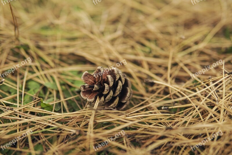 Pine Cone Tree Christmas Tree Cones Nature