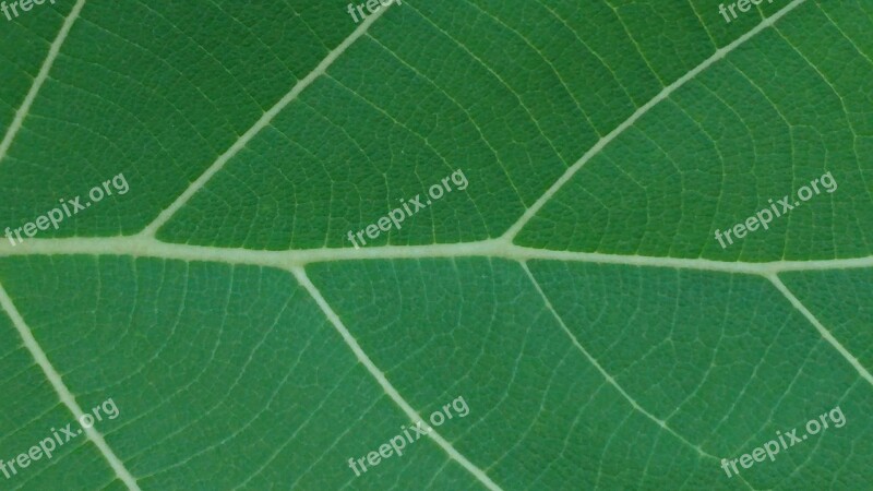 Green Leaf Leaves Mesopodium Petiolus Green