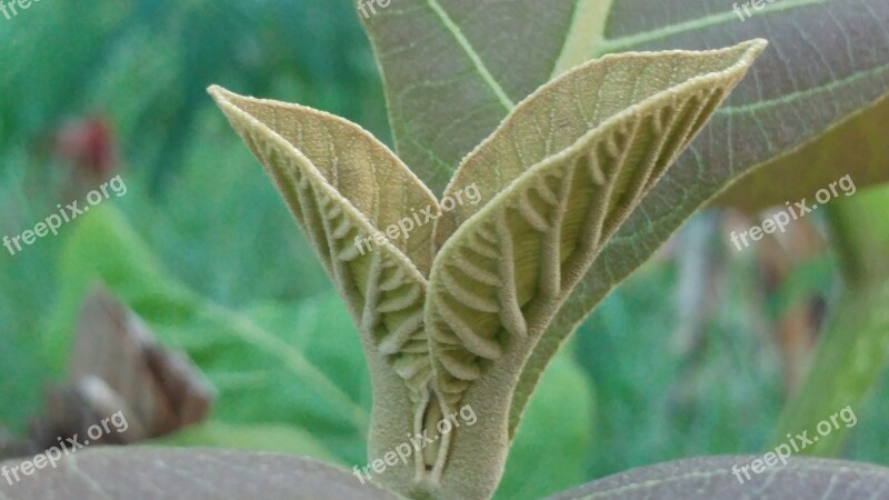 Teak Leaves Shoots Leaf Nature Flora