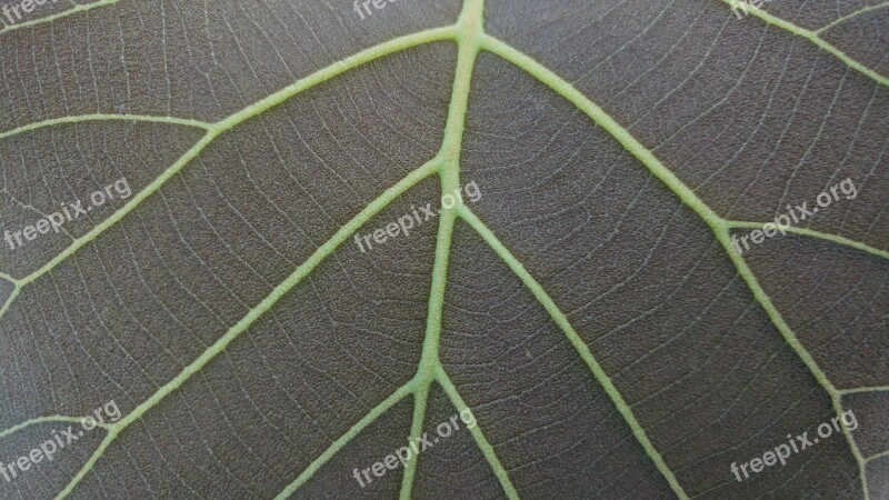 Grey Leaves Mesopodium Petiolus Grey Leaf