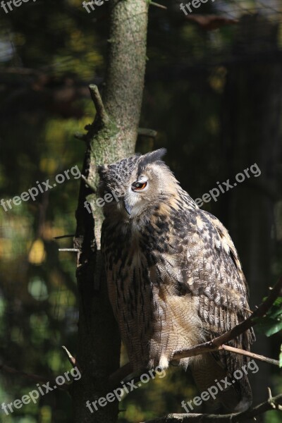 Tawny Owl Eagle Owl Raptor Owl Nocturnal