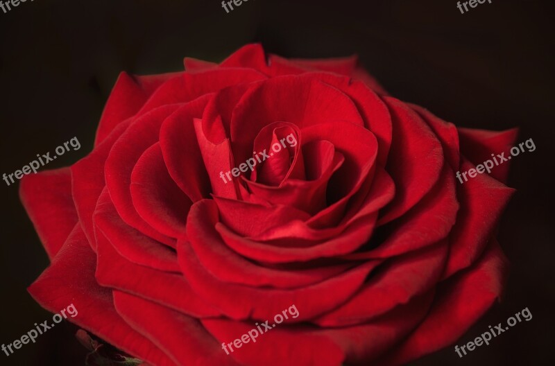 Love Valentine's Day Red Rose Rosaceae Close Up