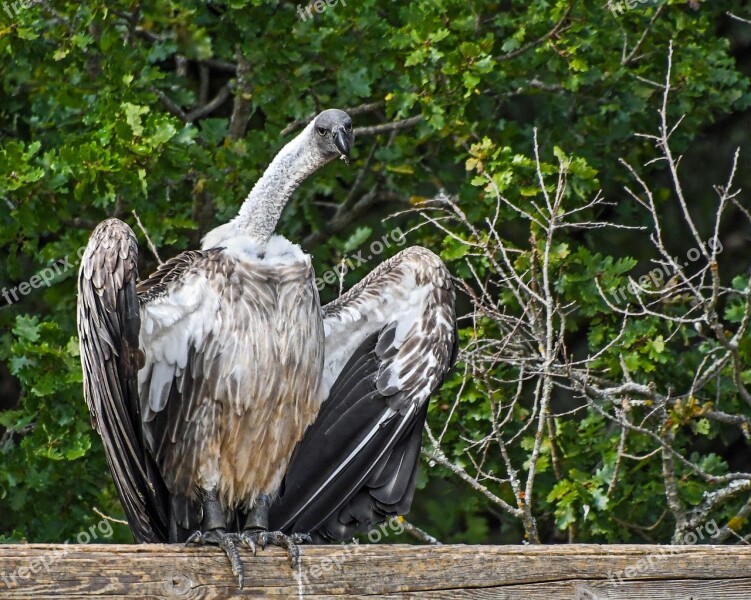 Vulture African Raptor Scavenger Bird Vulture