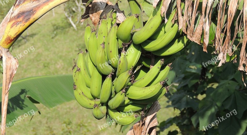 Banana Banana Tree Bananas Fruit Colombia