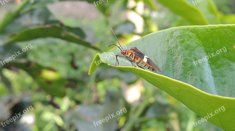 Insect Bichito Macro Garden Colombia