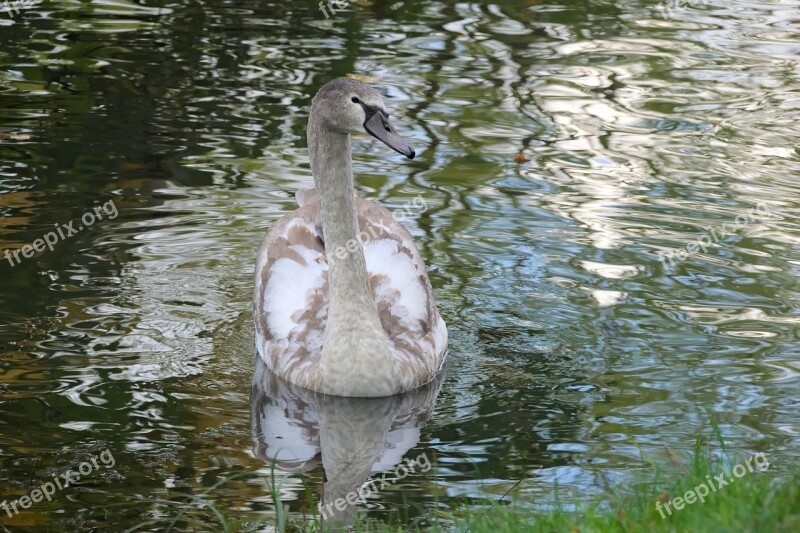 Swan Cygnet Grey Swan Nature Swans